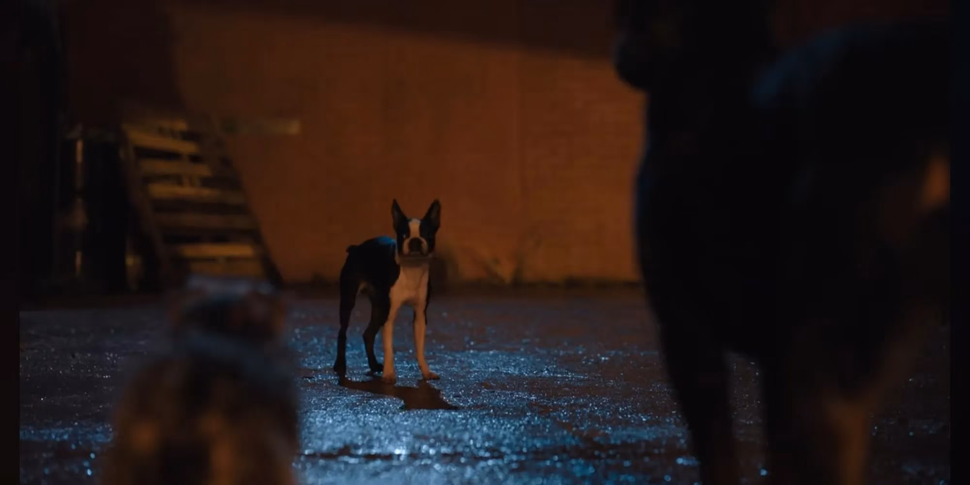 the-funniest-scenes-in-strays-that-prove-dogs-are-comedy-gold-image-1