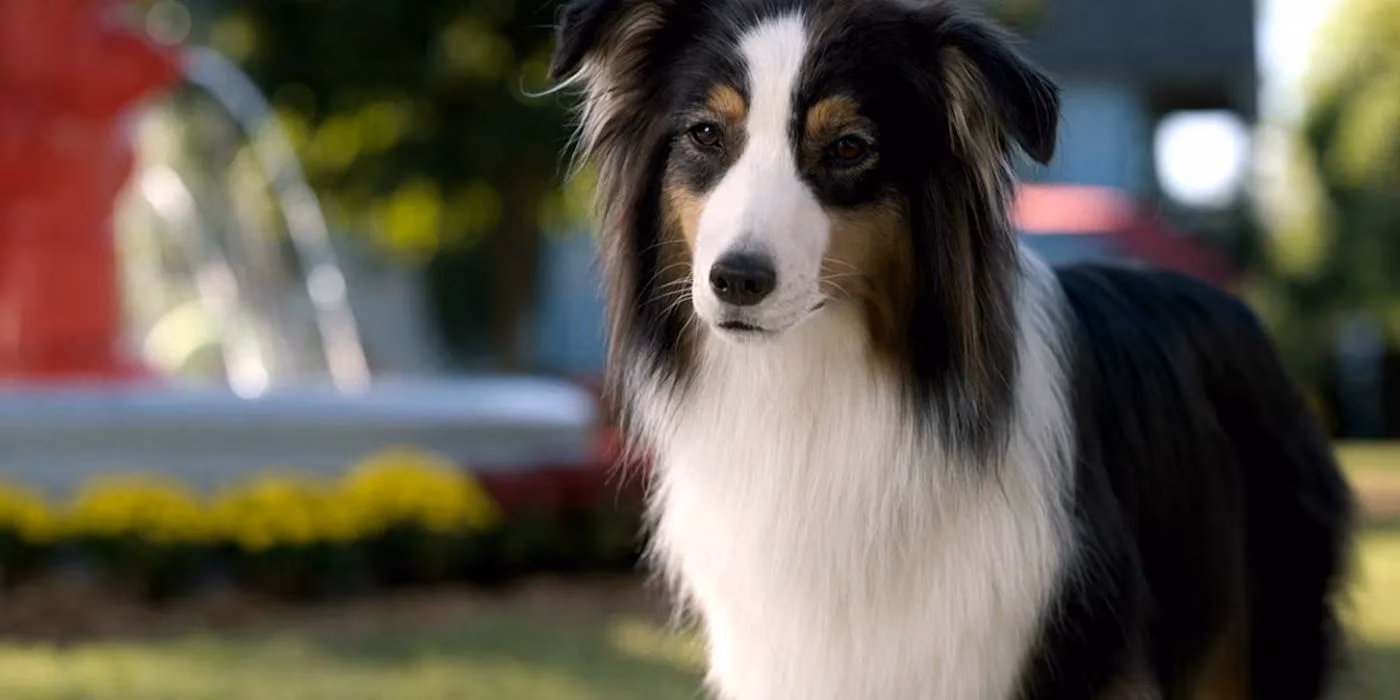 how-real-dog-breeds-shaped-the-hilarious-legacy-of-strays-by-2026-image-1