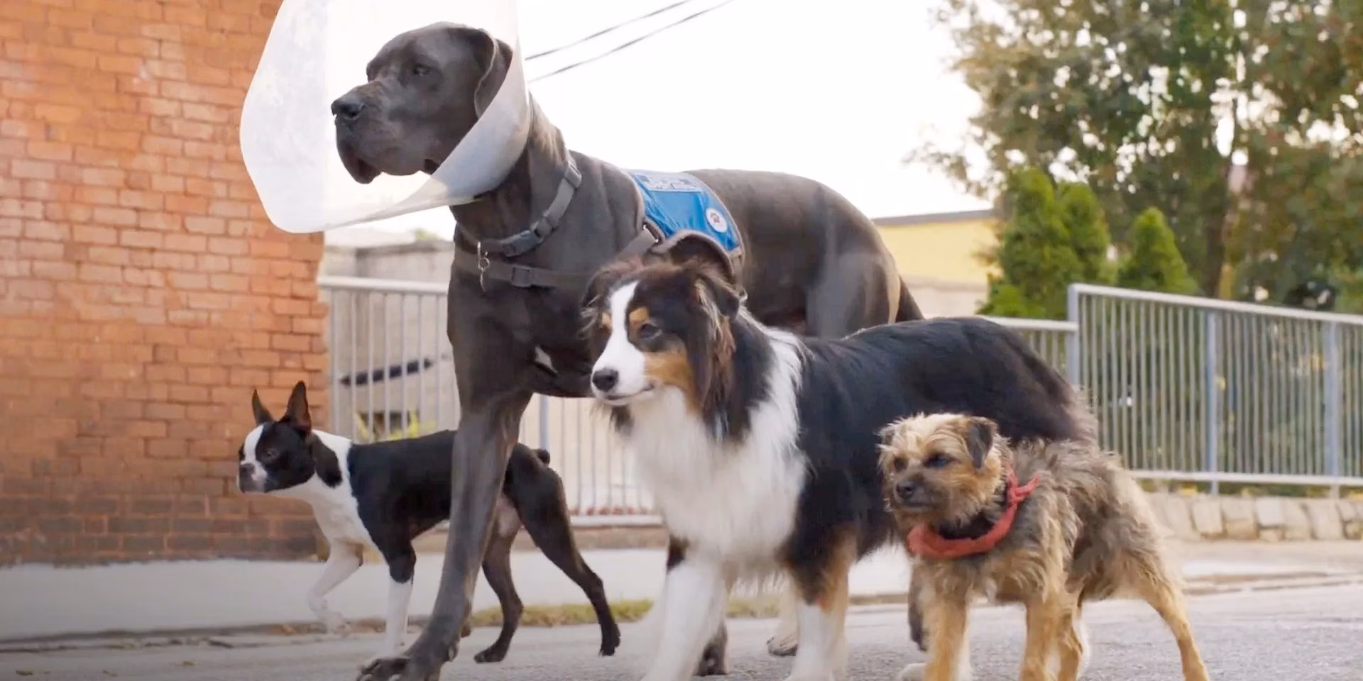 the-funniest-scenes-in-strays-that-prove-dogs-are-comedy-gold-image-2