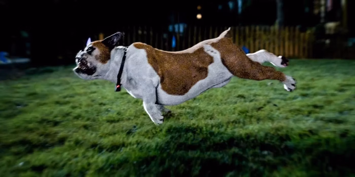 how-real-dog-breeds-shaped-the-hilarious-legacy-of-strays-by-2026-image-4