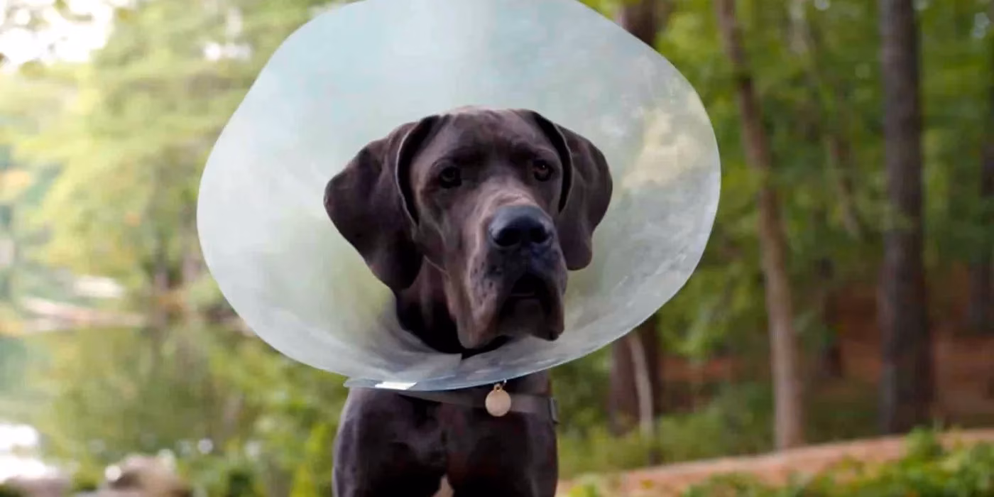 how-real-dog-breeds-shaped-the-hilarious-legacy-of-strays-by-2026-image-2