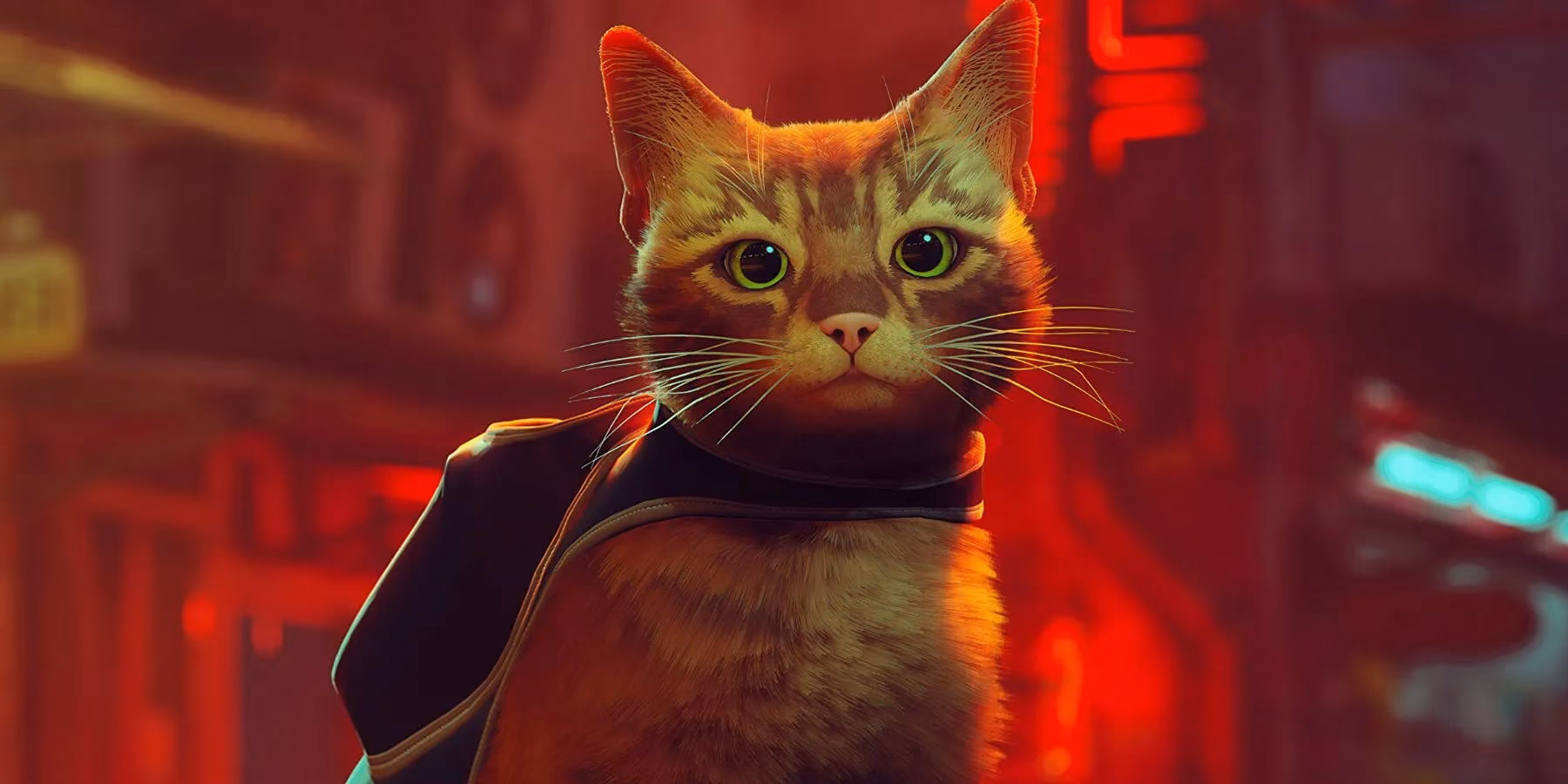 stray-movie-why-annapurna-animation-must-let-the-cat-keep-its-cool-image-0