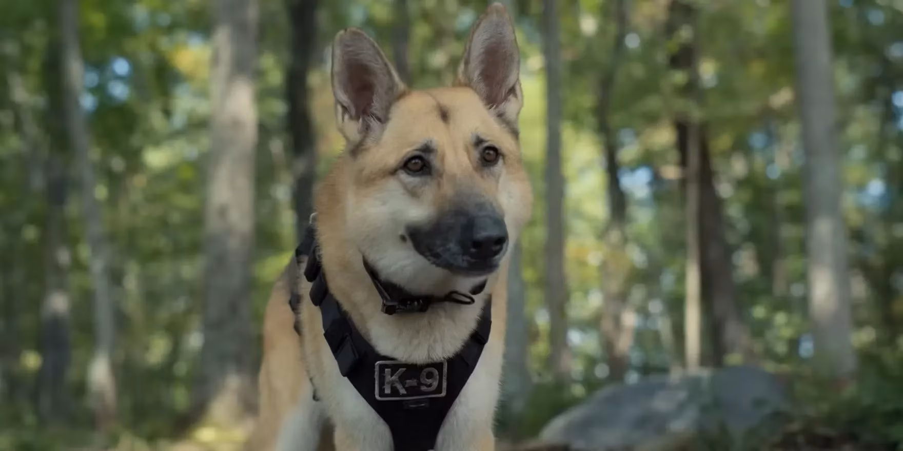 how-real-dog-breeds-shaped-the-hilarious-legacy-of-strays-by-2026-image-3